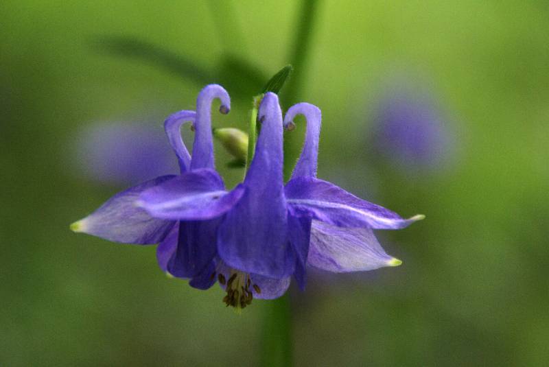 Unser Orchideenpark Bild Nr.084